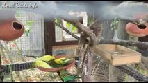 720_30_2.09_Nov102020Australian Breeding parrots //Fancy Pigeon //and Taking Dog