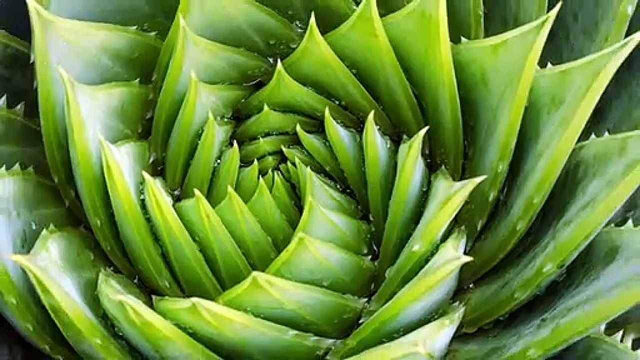 TruSkin Vitamin C Serum for Face with Hyaluronic Acid, Vitamin E | Amazon | Video | Review