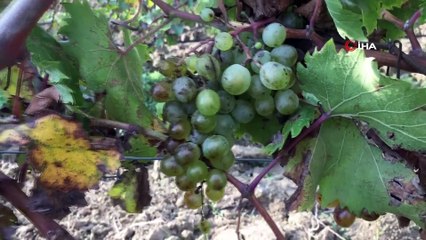 Tekirdağ’ın Yapıncak Salamura Asma yaprağı tescillendi