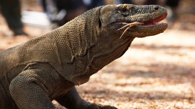 Indonesia's 'Jurassic Park' may threaten Komodo dragon habitat