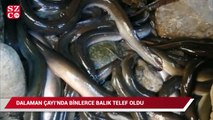 Muğla’daki Dalaman Çayı'nda binlerce balık böyle telef oldu