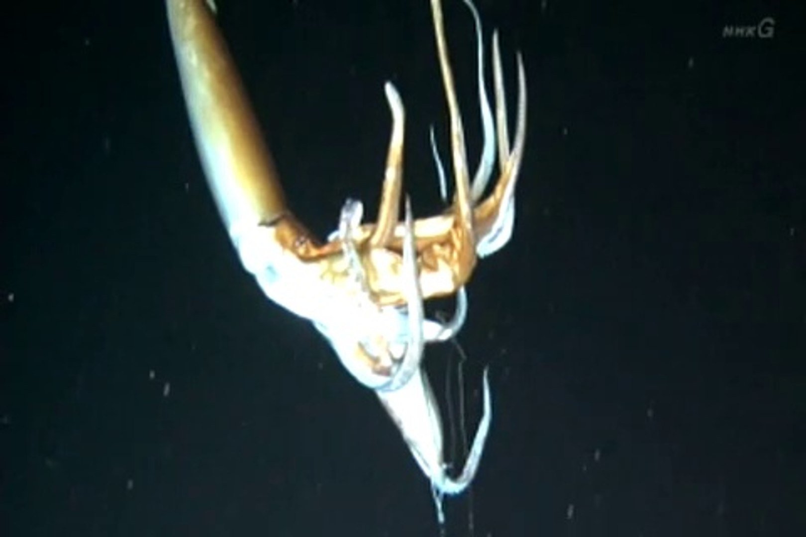 Nhkスペシャル 深海の巨大生物 ダイオウイカ 動画 Dailymotion