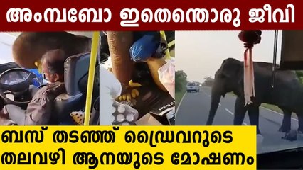 നടുറോട്ടിൽ പകൽകൊള്ളയുമായി ആന..ഞെട്ടിക്കുന്ന ദൃശ്യങ്ങൾ