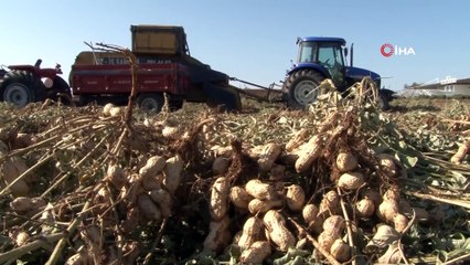 Antalya'da 'fıstık' gibi işe rağbet artıyor