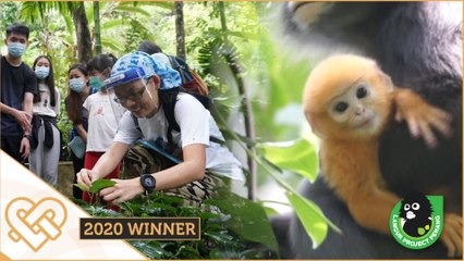 Langur Project Penang seeks to protect primate in peril | Golden Hearts Award 2020
