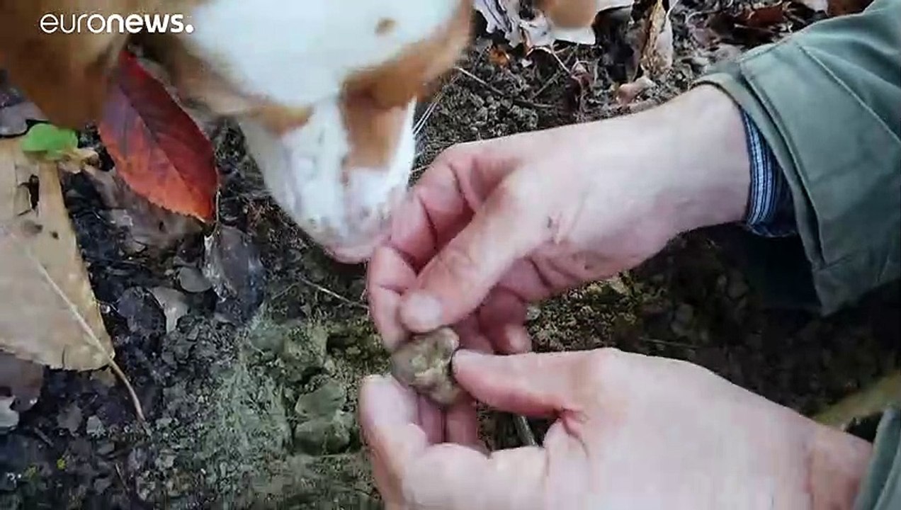 Weißer Trüffel: Die Jagd nach den teuren Edelpilzen