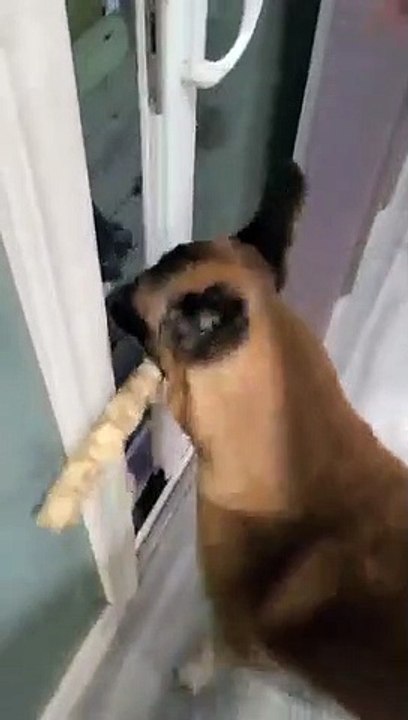 Doggy Carrying Stick Can't Fit Through Door