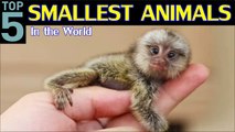 Top 5 Smallest Animals in The World | Smallest Animal in the World 2020 | Be Alert