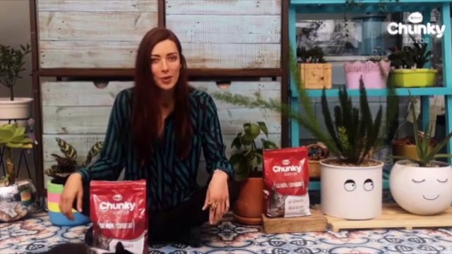 CONTENIDO PATROCINADO | ¿Conoces a tu gato? Pruébalo con este test de michinalidad