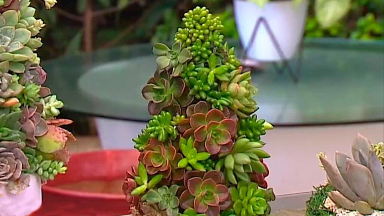 bd-hermosos-arboles-hechos-de-suculentas-121120