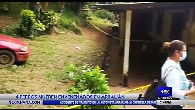 4 perros mueren envenenados en Arraiján - Nex Noticias