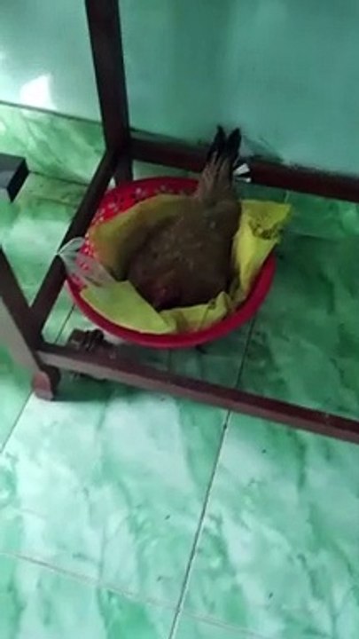 Kitten Thinks It's A Chicken