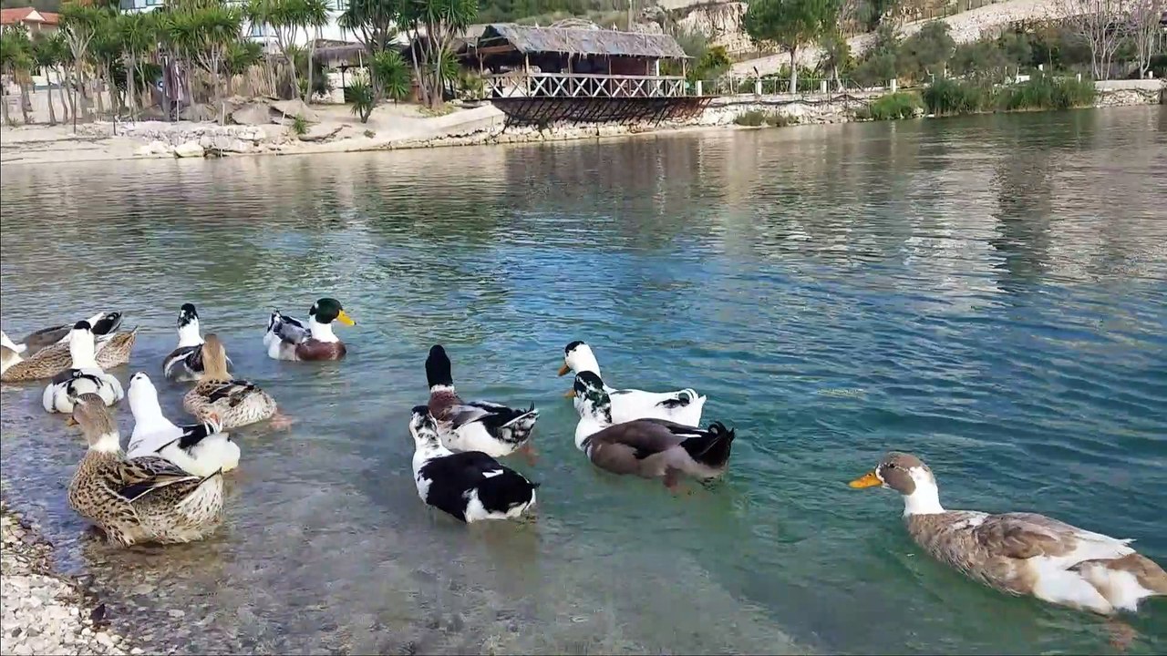 Albanian ducks are funny.