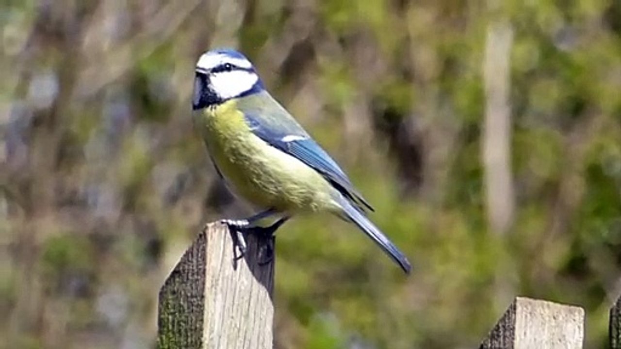 Beautiful Birds