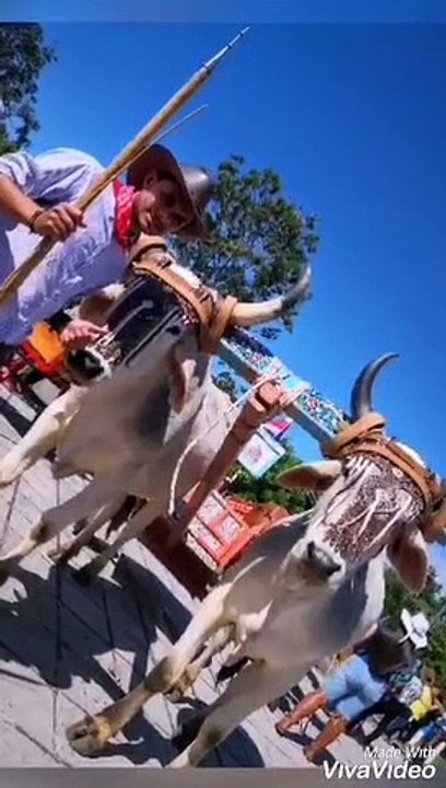 Vivencias de Boyeros – Familia Picado