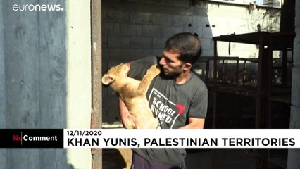 Палестинец и двое львят на крыше