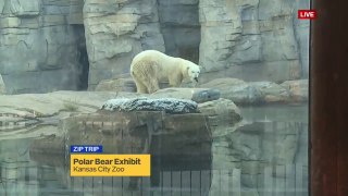 カンザスシティ動物園のバーリンの日常 (Aug21_2020)