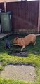 Bunny Rabbit and Dog Playing Together