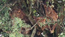 Check Out These Adorable Lions Napping in a Huge Tree