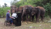Un pianista toca música para elefantes maltratados