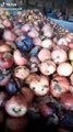 Tarım ve Orman Bakanlığı'ndan 'çürük elma' videosuna inceleme