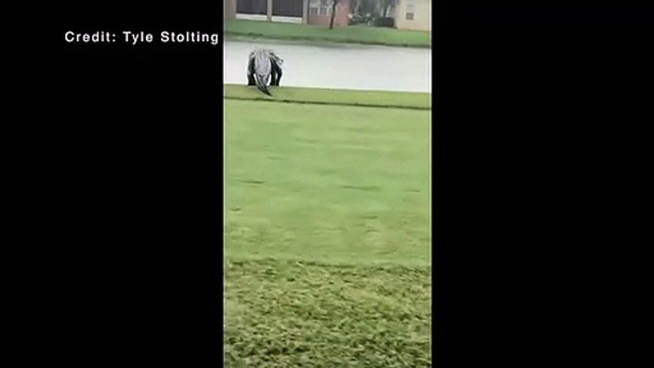 Un énorme Alligator marche sur un terrain de golf à Naples en Floride ! Big Alligator spotted strolling around Naples golf course