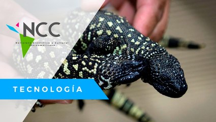 Un zoo­ló­gi­co en Mé­xi­co lo­gra re­pro­du­cir al en­dé­mi­co la­gar­to en­cha­qui­ra­do