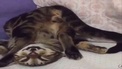 Funniest Cats  - Don't try to hold back Laughter  - Funny Cats Life