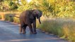 Baby Elephant Dances and Plays in Kruger National Park
