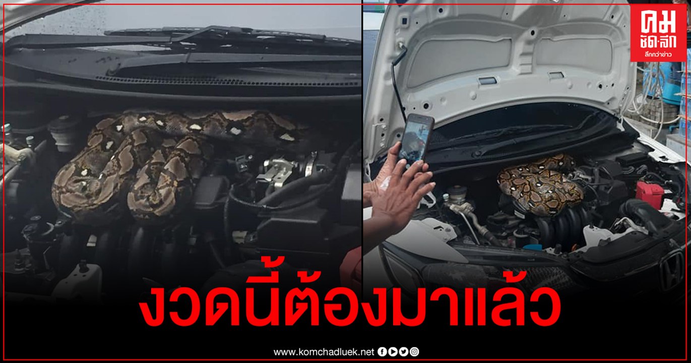สาวกรี๊ดลั่น เปิดกระโปรงเจองูเหลือมตัวใหญ่ ชาวเ...