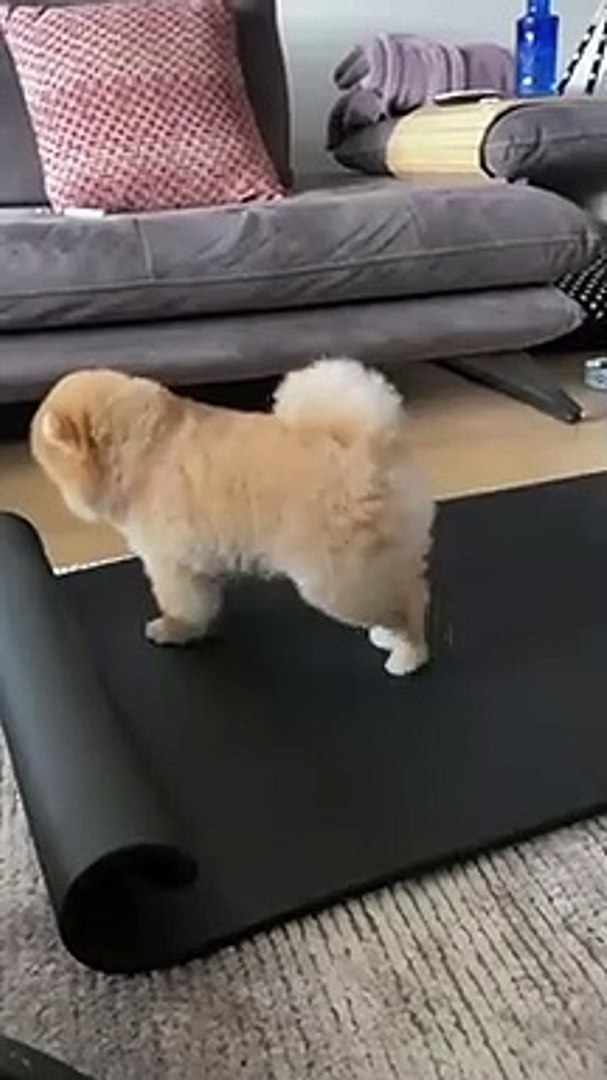 ⁣dog stretches his legs on owner's yoga mat - dog stretches his legs on owner's yoga mat -