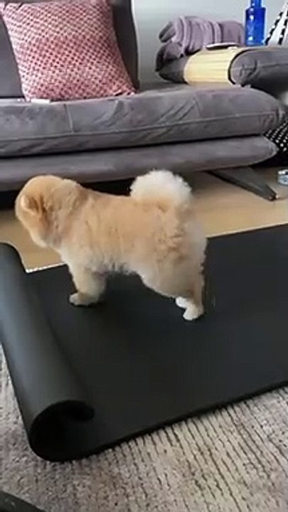 dog stretches his legs on owner's yoga mat - dog stretches his legs on owner's yoga mat -