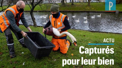 Grippe aviaire en Europe : Bruges confine ses 120 cygnes