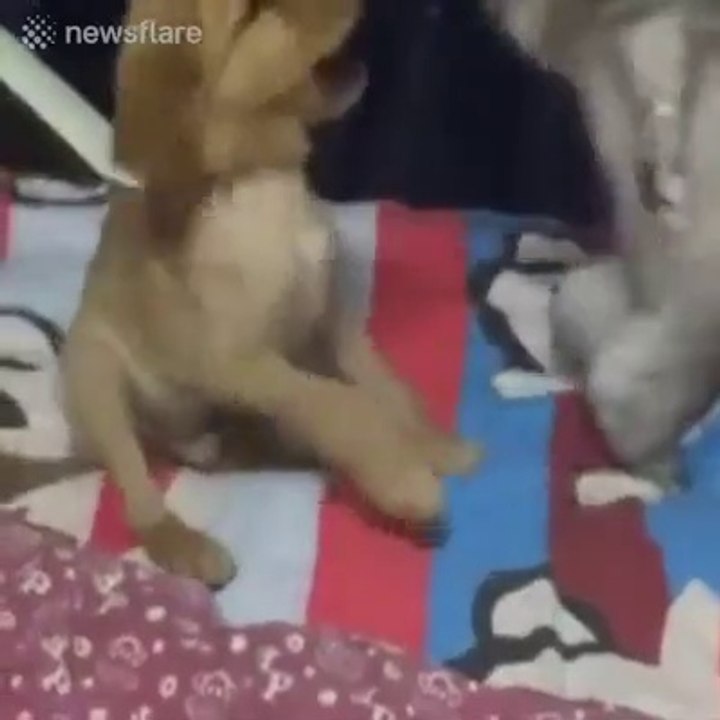 Savage Cats Funny Videos