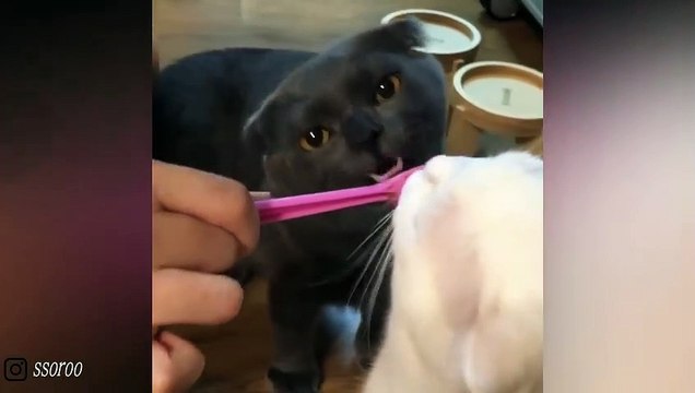 Cats Paradise Cute - Cat Videos Scottish Fold Cute Cats Funny Compilation Try Not To Laugh Challenge - Fun With Cat