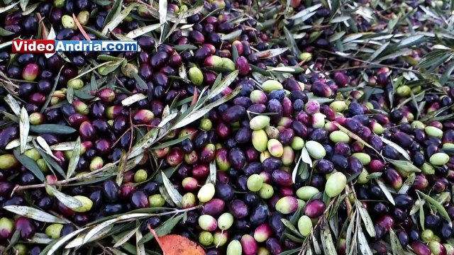 Olio extra vergine di oliva: le fasi di produzione ad Andria, dalla molitura all'imbottigliamento