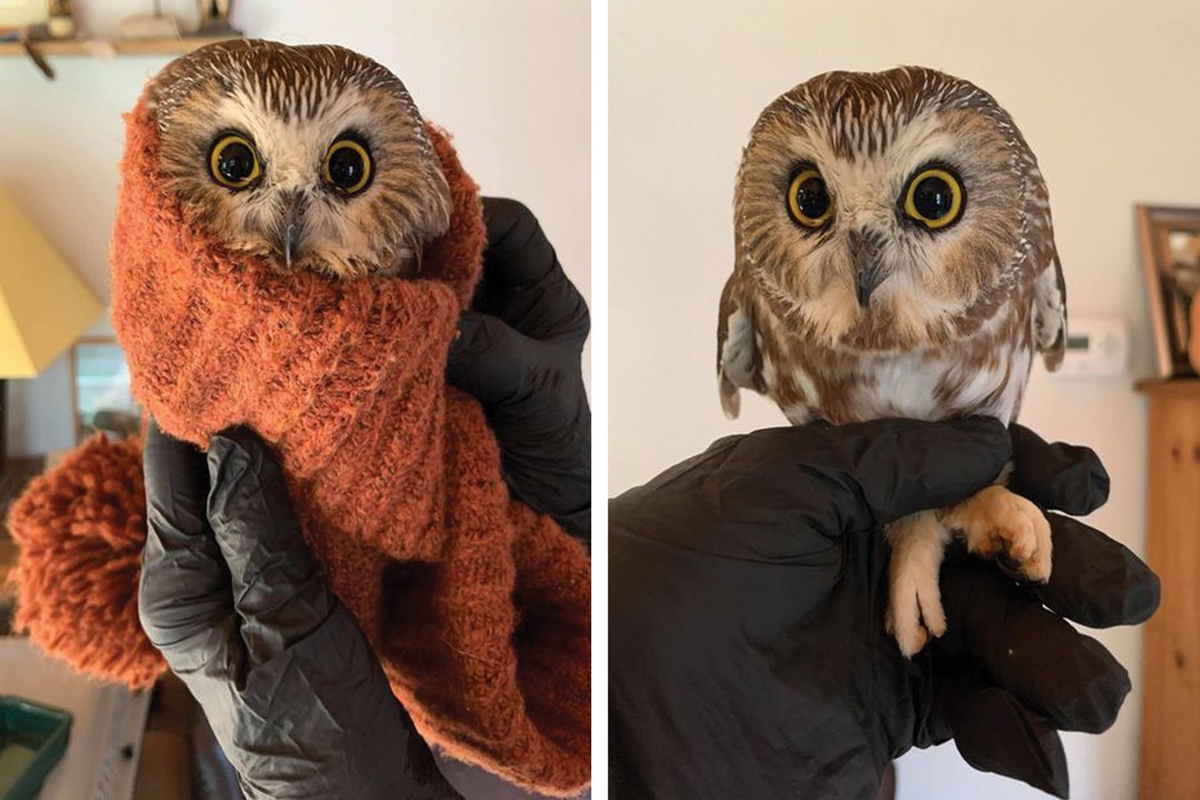 An Adorable Baby Owl Hitchhiked to NYC in the Rockefeller Center Christmas Tree