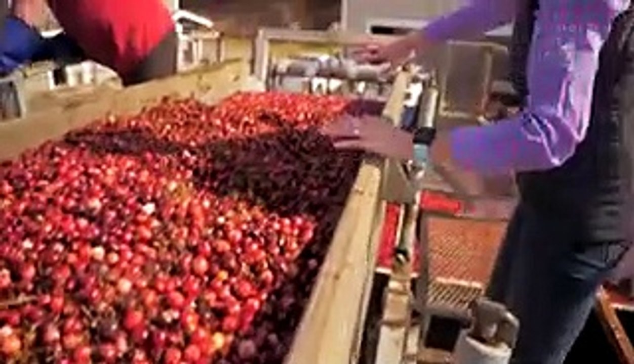 How Ocean Spray harvests 100 billion cranberrie...