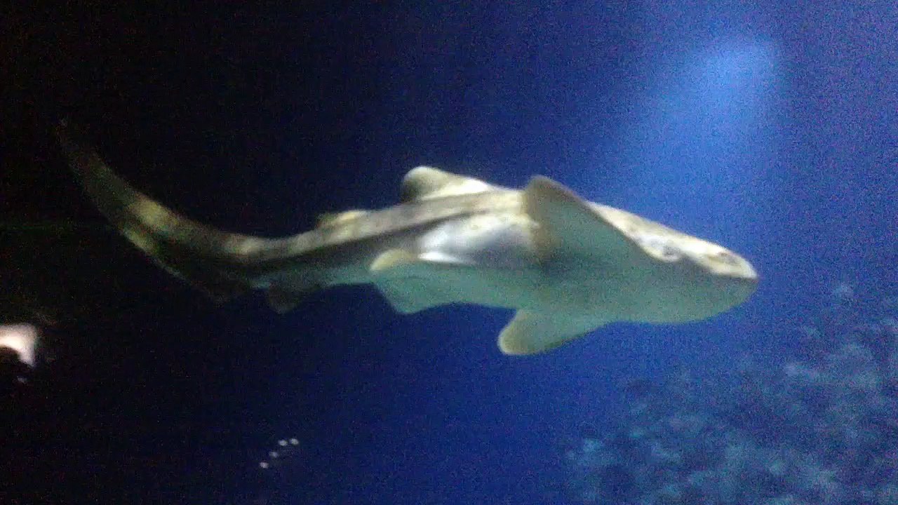 the deep