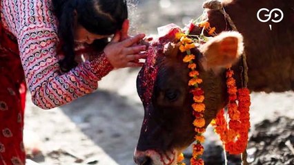 मिलिए जानवरों का मुफ़्त इलाज करने वाले डॉक्टर तपेश से, 6 साल से कर रहे गायों सेवा