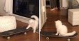 Ce chat sait faire du skateboard, et c'est très drôle !