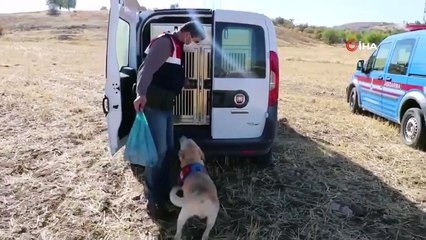 83 yaşındaki kayıp kadını iz takip köpeği 'Dost' buldu