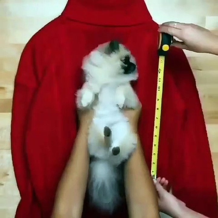 Do it YourSelf Videos 257