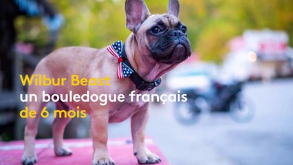 États-Unis : un bouledogue élu maire