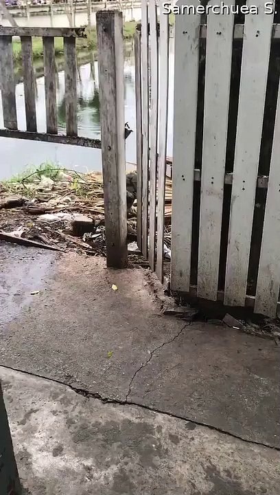 Lizard Battling Behind Fence