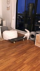 Yeti the Skateboarding Cat