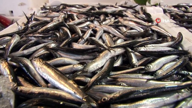 Rize Açıklarında Avlanan Hamsi Tezgahlarda Yerini Aldı