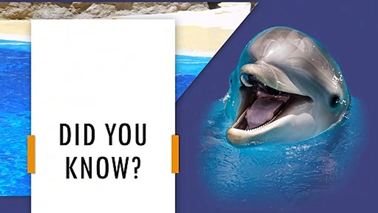 Dolphins have been trained to be used in wars.