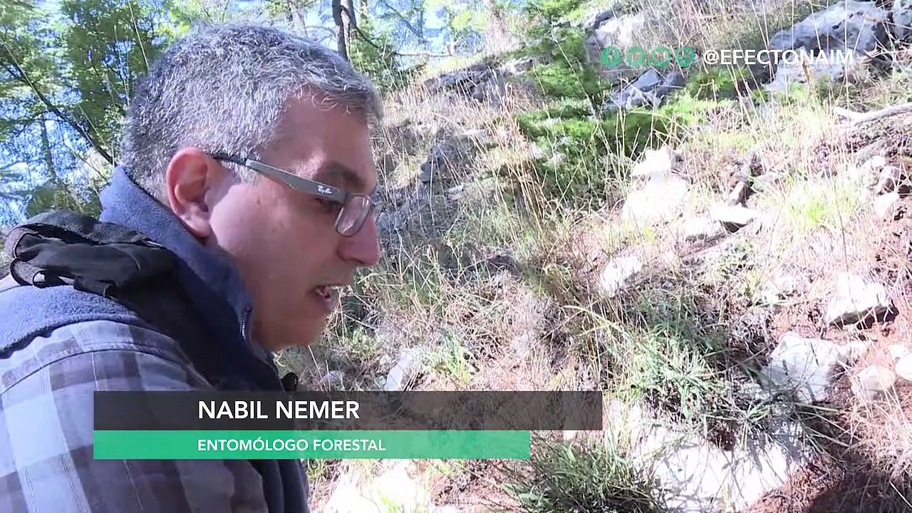 Desde enjambres de langostas hasta bacterias mo...