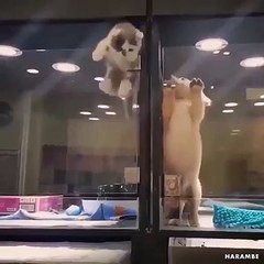 Duo parfait entre un chaton et un chiot... les rois de l'évasion